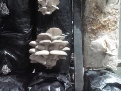 Автоматика управления климатом для выращивания грибов вешенок/шампиньонов и т.п.
