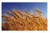 Пшеница 1 класса продовольственная